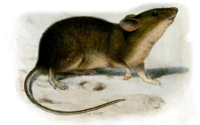 St Kilda House Mouse