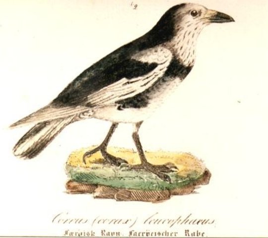 Pied Raven