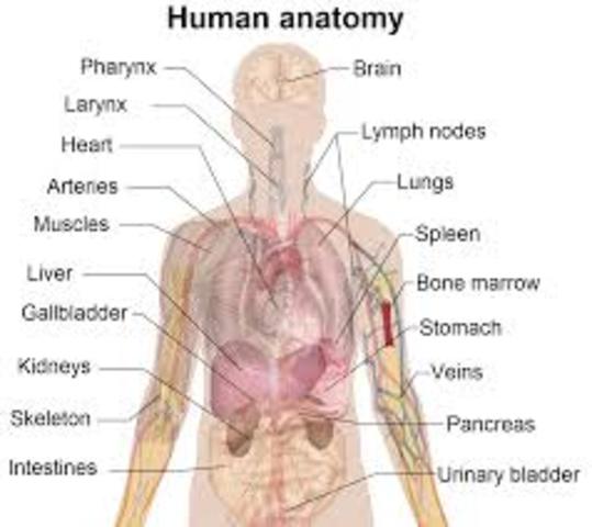 First scientific study of human anatomy published.