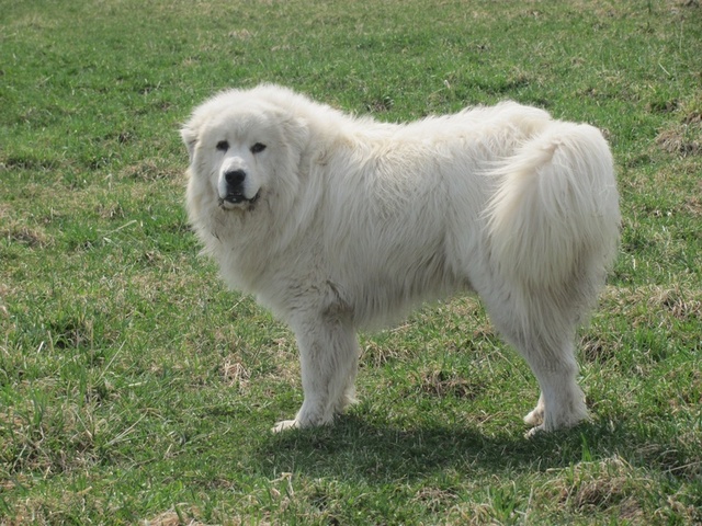 Had the chore of letting his dog, Whitey out.