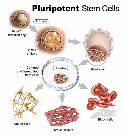 Scientists discover how to use human cell to create embronic stem cells