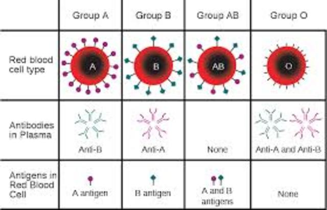 Human blood types
