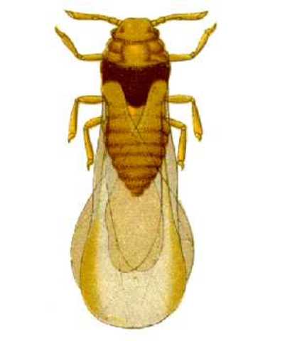 FILOXERA