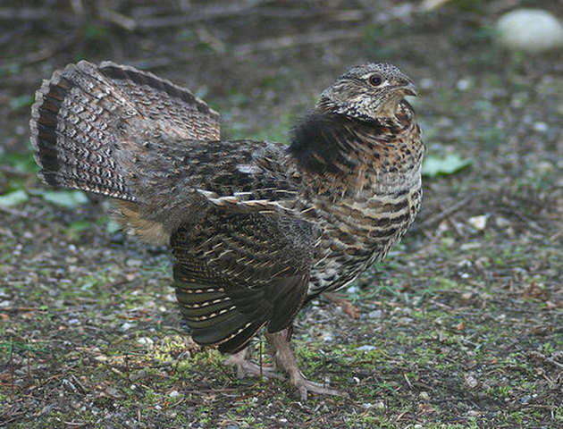 Brian shoots a ruffed grouse