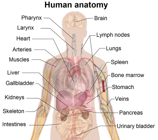 First study of human anatomy