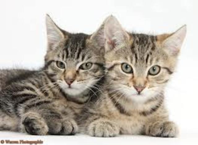 Obtuvimos dos gatas.