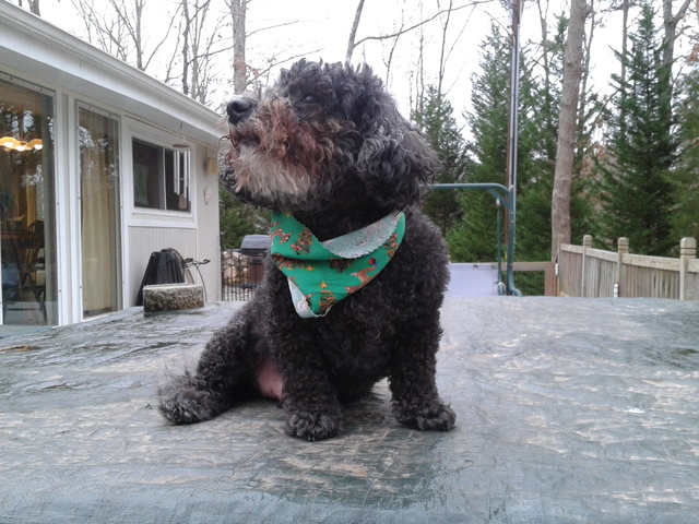 Obtuve mi primer perro en 2007.