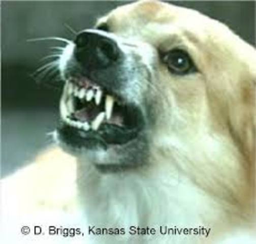 Rabies vaccine discovered