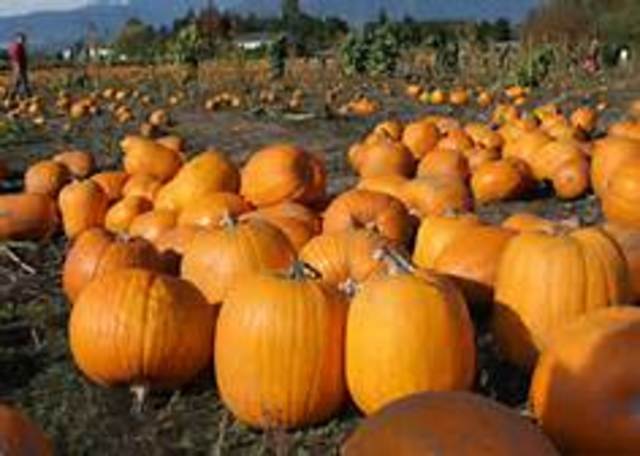 I go to the pumpkin patch