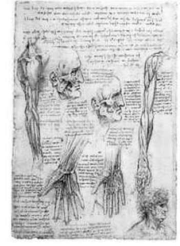 Dissection to draw human bodies