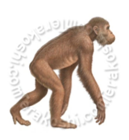 Pliopithecus