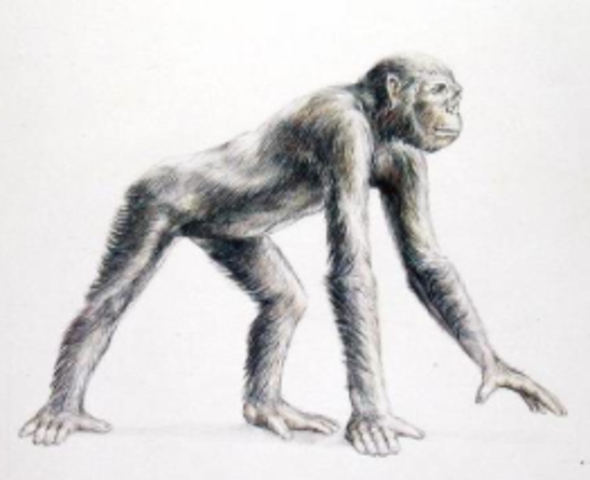 Dryopithecus