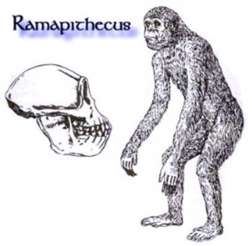 Ramapithecus