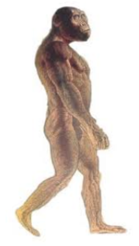 Pre-Australopithecus