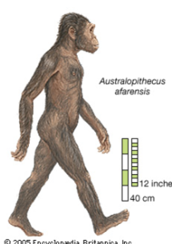 Australopithecus