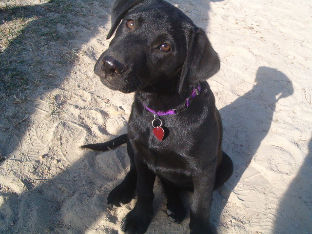 Recibí mi perro en 2005.