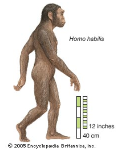 Homo Habilis