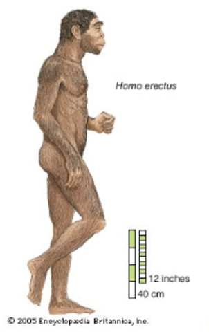 Homo Erectus