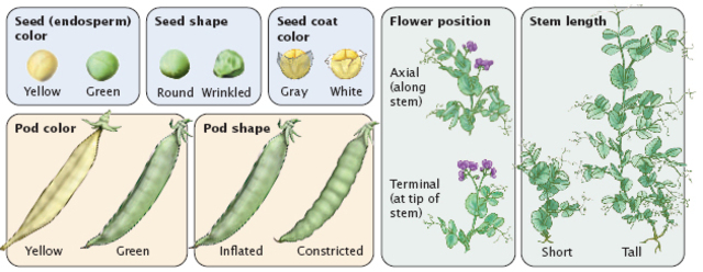 Patterns of inheritence discovered