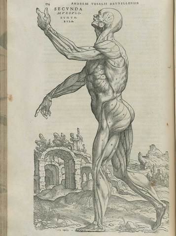 First scientific study of the human anatomy published