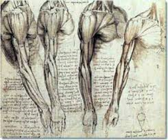 dissections of the human bodies were made and the firs tanatomical drawings