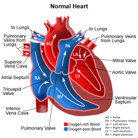 Blood Circulation first described
