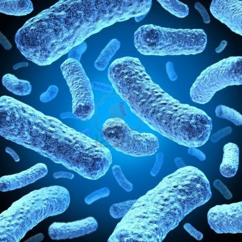 bacteria discovered