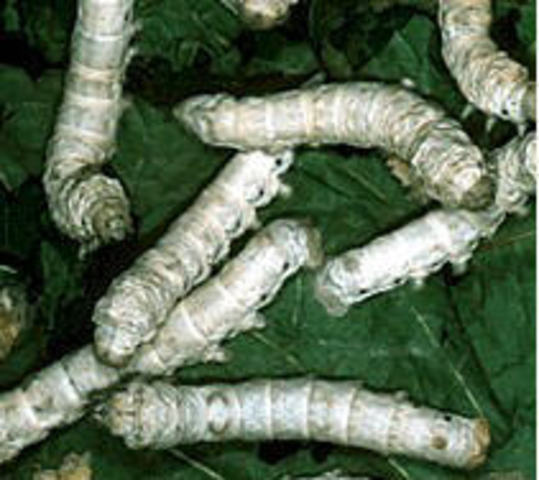 Pasteur starts work on Silkworm Disease