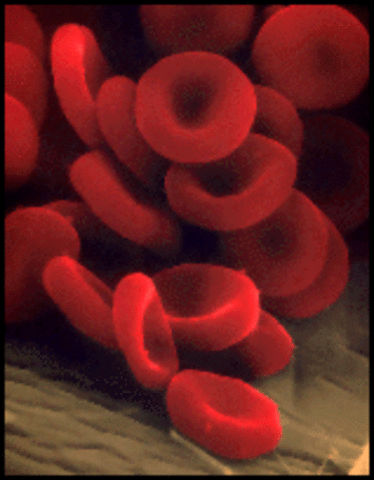 Theodor Schwann Published a Book of Plant and Animal Cells