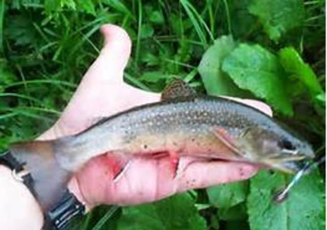 when I got my first fish