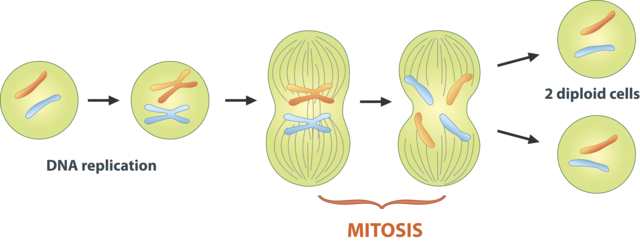 Discovery of Mitosis
