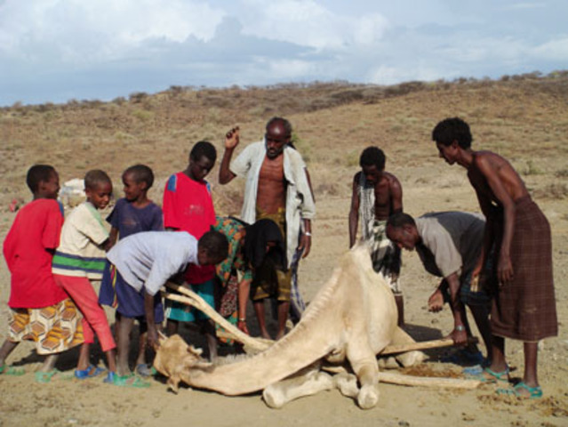 Sequia y plagas combinada con guerras