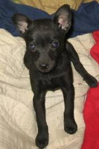 my dog is 7 year old i got him after i was born