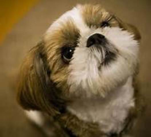 The Time I got My Puppy