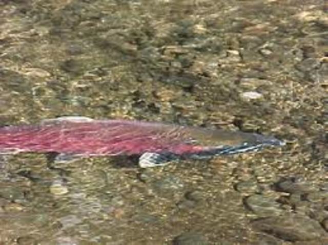 245 fish barriers are fixed