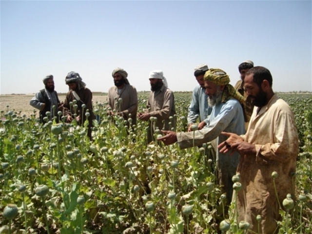 Record Levels of Opium