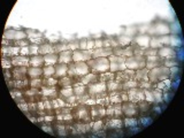 The book "Micrographia" is published