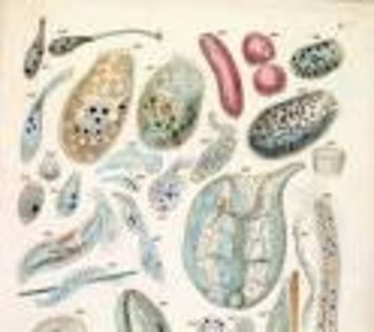 Anton van Leeuwenhoek: "animacules" were discovered