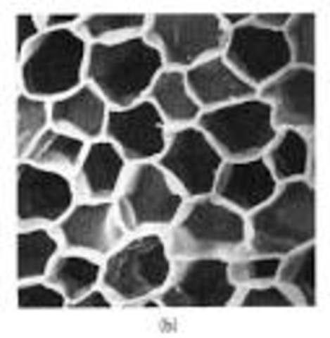 Robert Hooke: discovered the cellular composition of cork