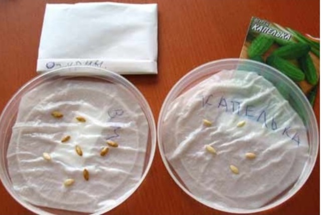 Замачивание семян