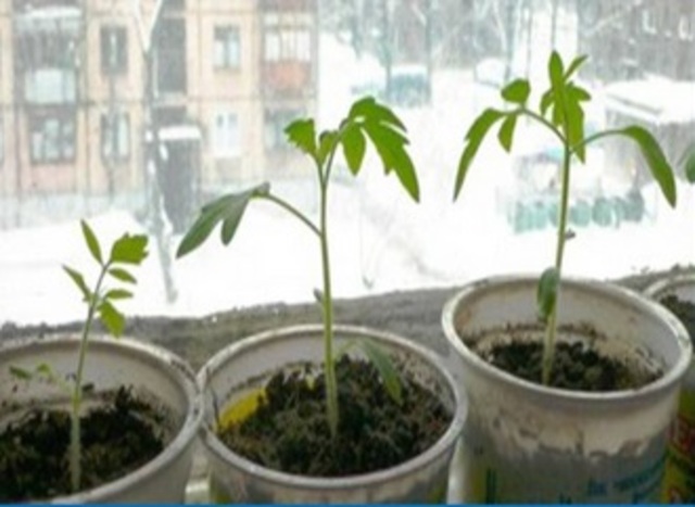 1 неделя после высадки семян в грунт