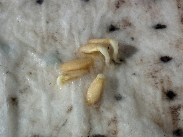 Через 2-3 дня семена прорастают