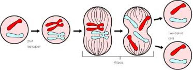Mitosis is dicovered by Walther Flemming