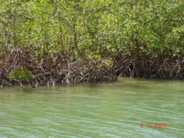 Viagem para a Cananéia com a escola (Mafalda)