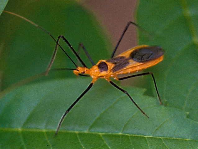 Bugs Alive Demonstration