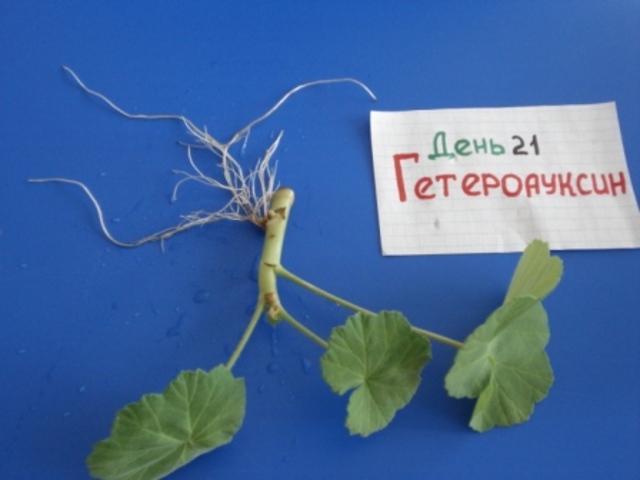 10 корней. Появление боковых корней