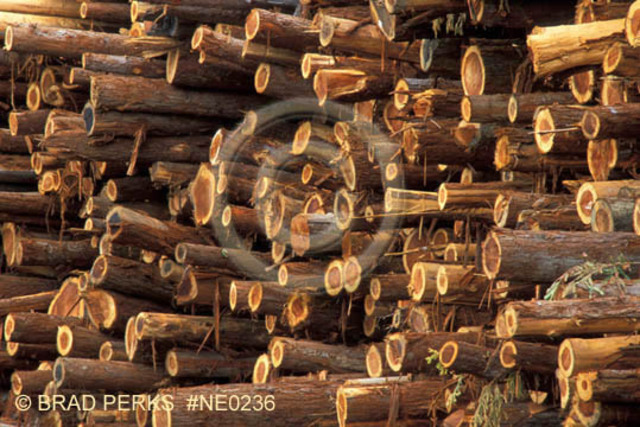 Lumber industry.