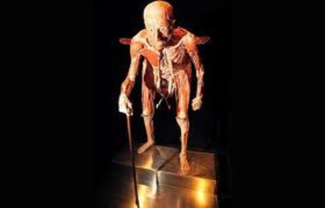 Plastination Tachnique