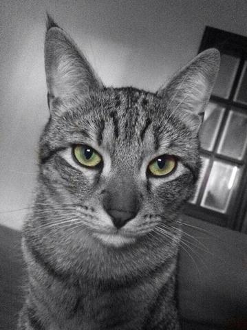 Adopto a Nico (mi gato)