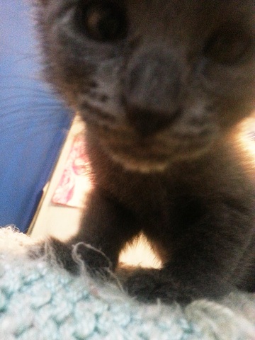 Adopto a Nyan (mi gata)